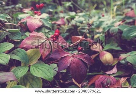 Autumn background.  Wild plants in the forest in autumn season, macro. Wild wild berries on a green background in the forest.