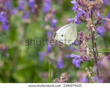 Pieris rapae is a small- to medium-sized butterfly species of the whites-and-yellows family Pieridae. It is known in Europe as the small white, in North America as the cabbage white