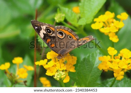 common buckeye butterfly on yellow lantana Royalty-Free Stock Photo #2340384453