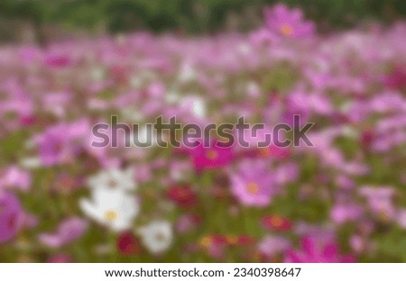 Blurred image of a flower field that is not pink.