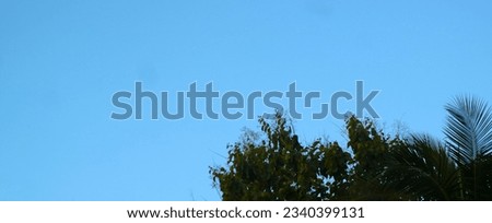 Lush green tree branches against clear blue sky in peaceful meadow.
