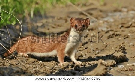 Full-size photo of the little weasel Royalty-Free Stock Photo #2340412789
