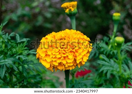 Fine wild growing flower marigold calendula on background meadow, photo consisting from wild growing flower marigold calendula to grass meadow, wild growing flower marigold calendula at herb meadow