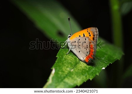 Orange and red cute Common Copper butterfly (Benishijimi,  Lycaena phlaeas, summer type sunny green leaf top close up macro photography)