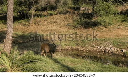 Beautiful Indian deer sambar- Rusa unicolor with long horns grazing in the jungle by the stream. Green grass, palm trees, bushes around. India. Ranthambore National Park.