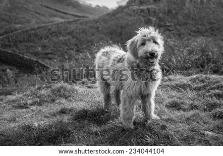 Goldendoodle breed dog with a mountain background