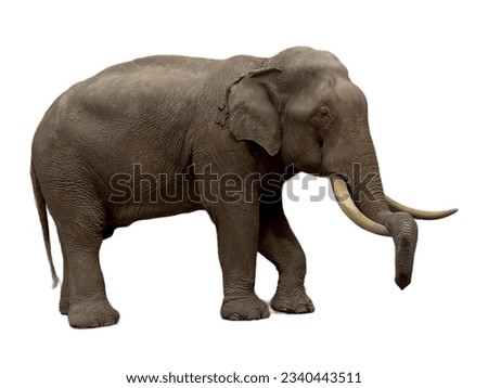 An elephant is in Ayutthaya.It is animal symbol of  Thailand.It is friendly with tourists.There is a long trunk and long tusks too. The ears are very big.
