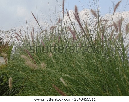 The reeds in the tourist park are blooming beautifully.
