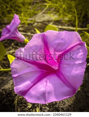 beautiful flower photos with unique colors