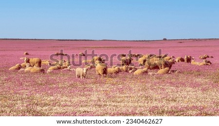 A flock of merino sheep resting in a field of wildflowers near the town of Niewoudtville in the Northern Cape Province of South Africa. Royalty-Free Stock Photo #2340462627