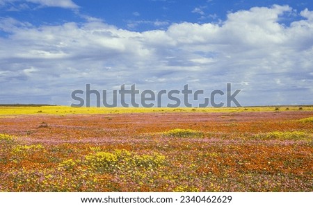 A colorful field of spring wildflowers growing near the town of Niewoudtville in the Northern Cape Province of South Africa. Royalty-Free Stock Photo #2340462629