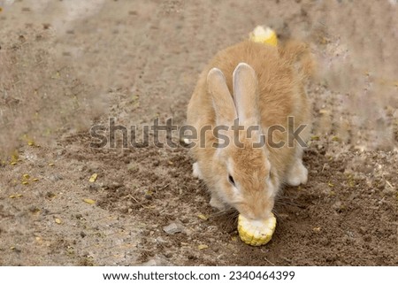 a photography of a rabbit eating a corn on the ground, there is a rabbit eating a corn on the ground.