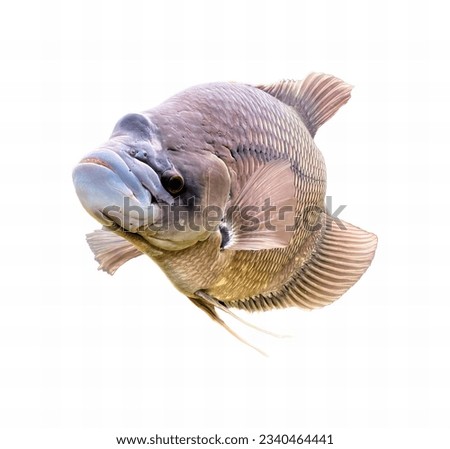 a photography of a fish with a very large mouth and a very long tail, there is a fish that is looking at the camera.