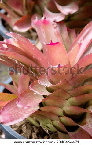 a photography of a pink plant with green leaves in a blue pot, there is a pink plant with green leaves in a blue pot.