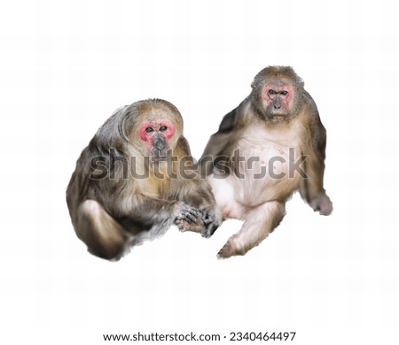 a photography of two monkeys sitting next to each other on a white surface, there are two monkeys sitting next to each other on a white surface.