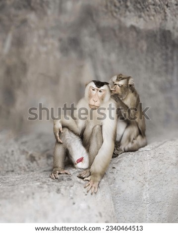 a photography of two monkeys sitting on a rock together, there are two monkeys sitting on a rock together on the rocks.