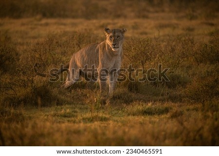Lion female posing in the Kenyan savannah Royalty-Free Stock Photo #2340465591