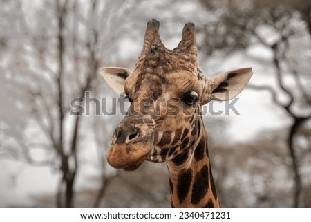 Close-up portrait of a giraffe 