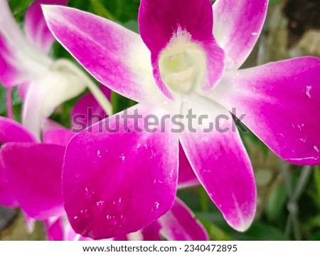 White and dark pink of a type of orchid flower.  It is a flower that blooms for several days and is attractive with contrasting colors that blend seamlessly with the gradation, looking sweet.