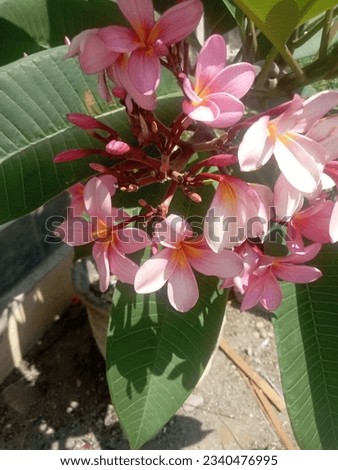 Cambodian flowers that have a beautiful pink color thrive in the yard 