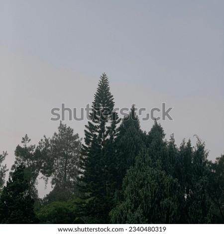 pine trees in a forest