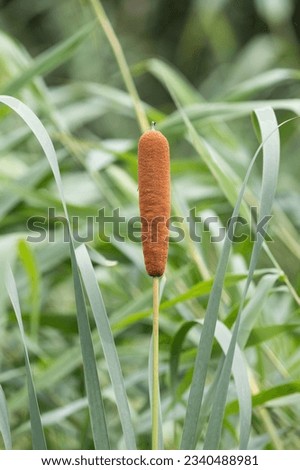 Typha latifolia found in the reed forest. broadleaf cattail, Bulrush, common bulrush, common cattail, cat-o'-nine-tails, great reedmace, cooper's reed, cumbungi. Royalty-Free Stock Photo #2340488981