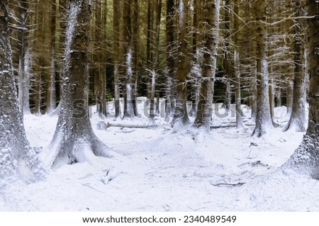 Tollymore Forest, Northern Ireland, covered with fake snow for the filming of the first episode of Game of Thrones Royalty-Free Stock Photo #2340489549