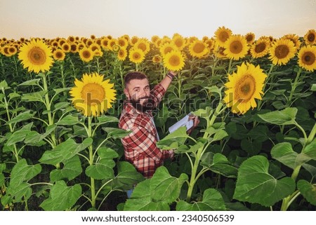 Farmer is standing in his sunflower field which is in blossom. He is examining progress of the plants.