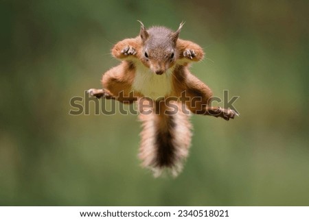 Red Squirrel Wildlife Nature North Yorkshire England Great Britain