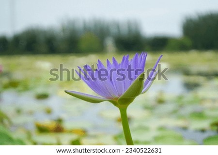 Purple lotus flower in he poor, Lotus flower background.