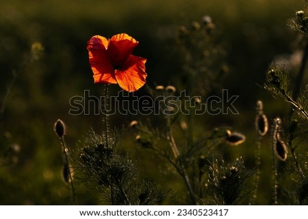 Red poppy during evening golden hour
