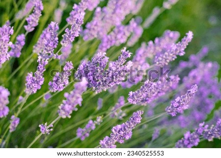 Close up picture of lavender plant in a garden, sunset light 