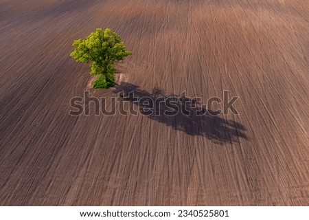 top down aerial view on a lone tree in the middle of a cultivated field, field with tractor tracks, copy space