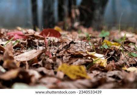 Closeup of multicolored brown, yellow dried leaves on ground. Soft focus. Garden lawn covered by dry leaves. Autumn concept. Natural background. Landscape view. Details of nature. Forest scene.