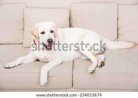 White cute labrador is lying on the couch.