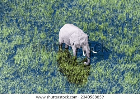 Aerial telephoto shot of an African Elephant wading through the shallow waters of the Okavango Delta in Botswana. Royalty-Free Stock Photo #2340538859
