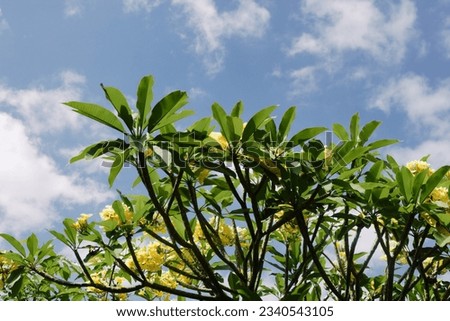 a photo of a frangipani tree against a blue sky background