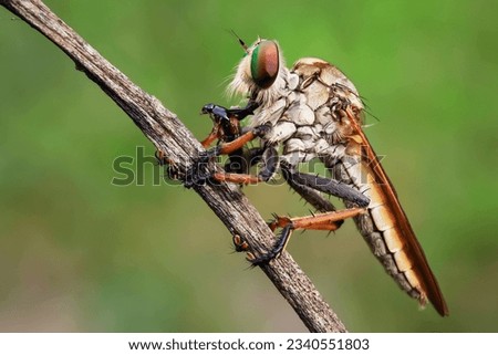 Asilidae or robber flies are a family of flies known for their aggressive nature