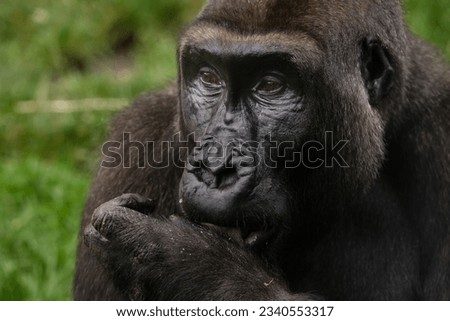 Close up of a female gorilla