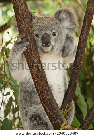 Koala Sanctuary, Brisbane, in green Tree