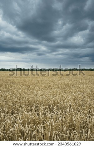   A field with mature wheat against the backdrop of a green forest and a gloomy sky on a summer day                              Royalty-Free Stock Photo #2340561029