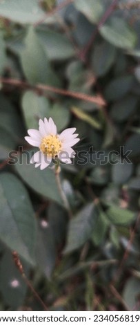 Bunga Ketul (Bidens pilosa) in Asteraceae or located in one family with Sunflowers. Known as Beggar Ticks, Spanish Needle, Acerang, Ajerang, Hareuga, etc. This plant usually grows by the roadside.