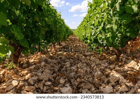 View on vineyards around Sancerre wine making village, rows of sauvignon blanc grapes growing on caillottes limestone very stony soils and flints pebbles, Cher, Loire valley, France in summer Royalty-Free Stock Photo #2340573813