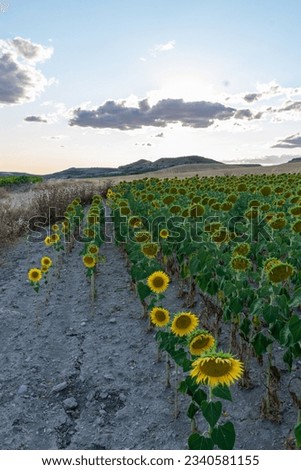 a field of flowering sunflowers with gray sky at sunset