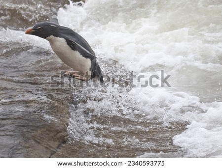 Rockhopper penguin climbing grooved rock; penguin climbing onto rocks from surf; climbing steep rock;  jumping onto rock; Rockhopper penguins in a line descending cliff; Saunders Island, Falkland