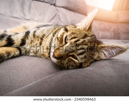 Relaxed brown tubby cat on a grey velour coach in calm and relaxed pose. Sleep and have a good time concept. House animal life. Royalty-Free Stock Photo #2340598463