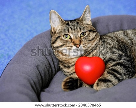 Cute relaxed tubby cat with red heart in soft comfortable pad. Blue water of swimming pool in the background. Living luxury and easy life concept. Love my life concept. Selective focus Royalty-Free Stock Photo #2340598465