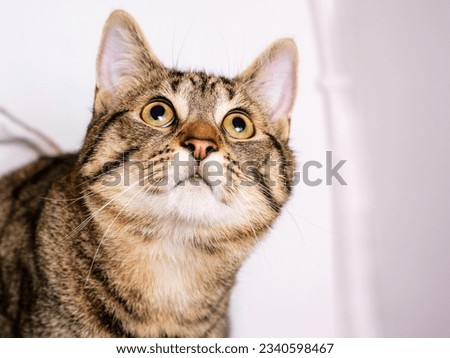Portrait of a tubby cat looking up at something. Pet life. Light background. Selective focus. Royalty-Free Stock Photo #2340598467