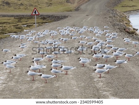 Falkland roadblock, huge birds, on the road