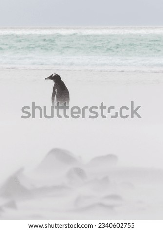 Gentoo penguin in, a motion-blurred landscape; penguin on beach, with blowing sand; heading East in a sandstorm; Gentoo penguins heading West in a sandstorm; Gentoo penguins squabbling over a cone